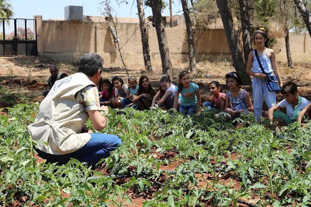 Syria School Vegetable Gardens 3