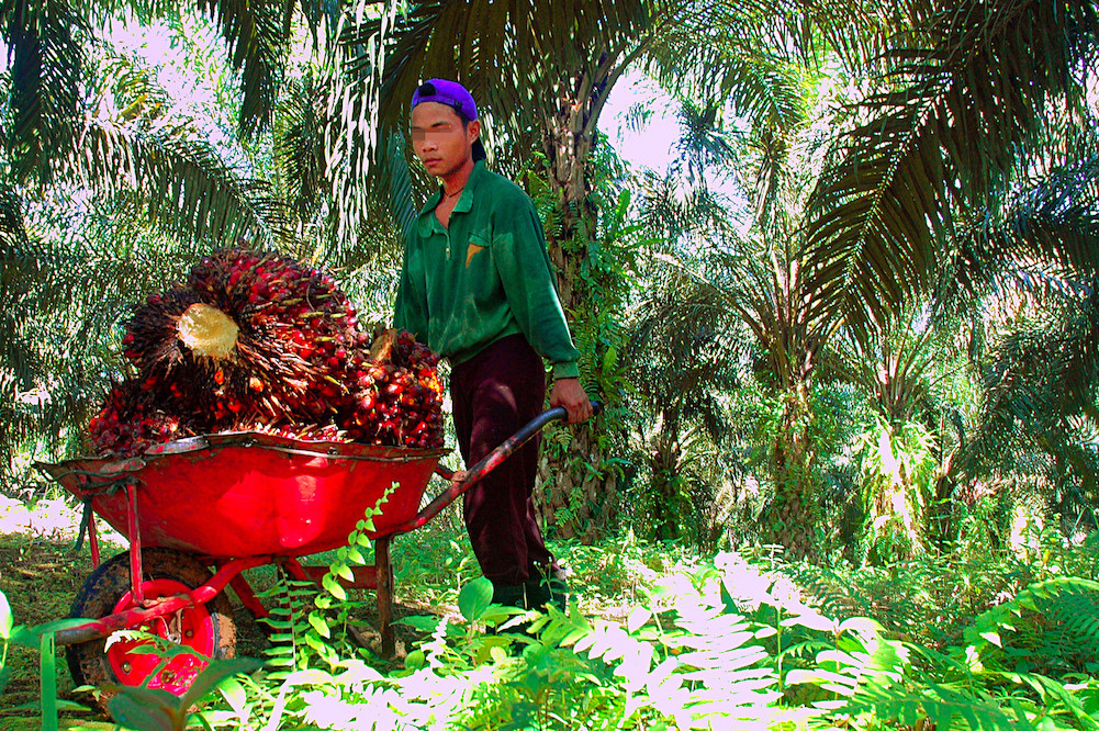 Child Labour At A Palm Oil Plantation In Indonesia