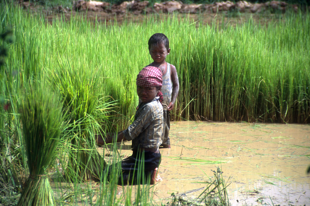 Child Labour Agriculture 1