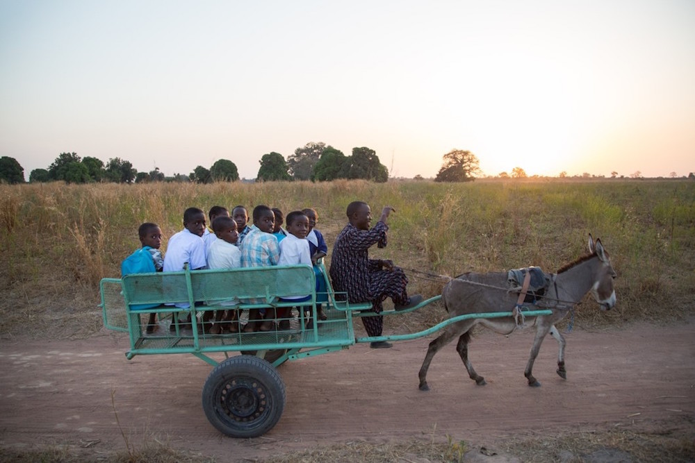 Donkey Cart Takes Childreom To School In The Gambia